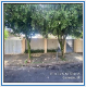 GUARARAPES - JARDIM CONTINENTAL